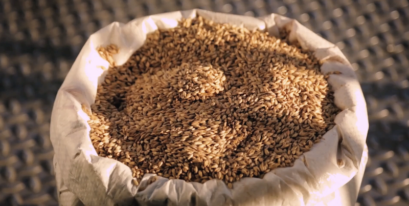 A scoop of specialty malt grain